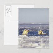 Eisbärenjungen, die im Packeis der Postkarte (Vorne/Hinten)