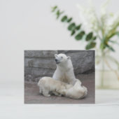 Eisbärenjungen Postkarte (Stehend Vorderseite)