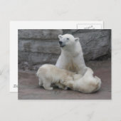 Eisbärenjungen Postkarte (Vorne/Hinten)