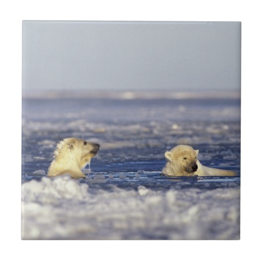 Eisbärenjungen spielen fliese (Vorderseite)