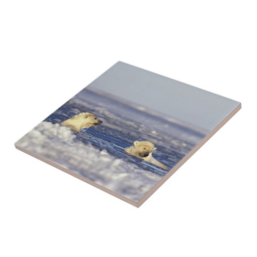 Eisbärenjungen spielen fliese (Seite)