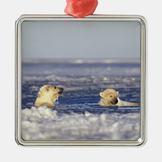 Eisbärenjungen spielen silbernes ornament (Vorne)