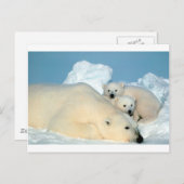 Eisbärenkuchen 1 postkarte (Vorne/Hinten)
