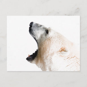 Eisbärenkuchen Postkarte