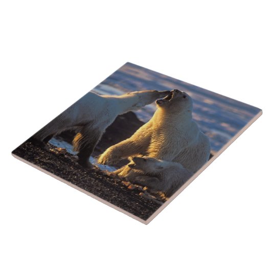 Eisbärensäen mit Krübchen an der Seite, 1002 Küste Fliese (Seite)