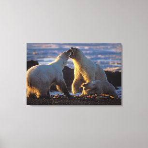 Eisbärensäen mit Krübchen an der Seite, 1002 Küste Leinwanddruck