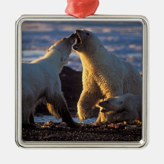 Eisbärensäen mit Krübchen an der Seite, 1002 Küste Silbernes Ornament (Vorne)