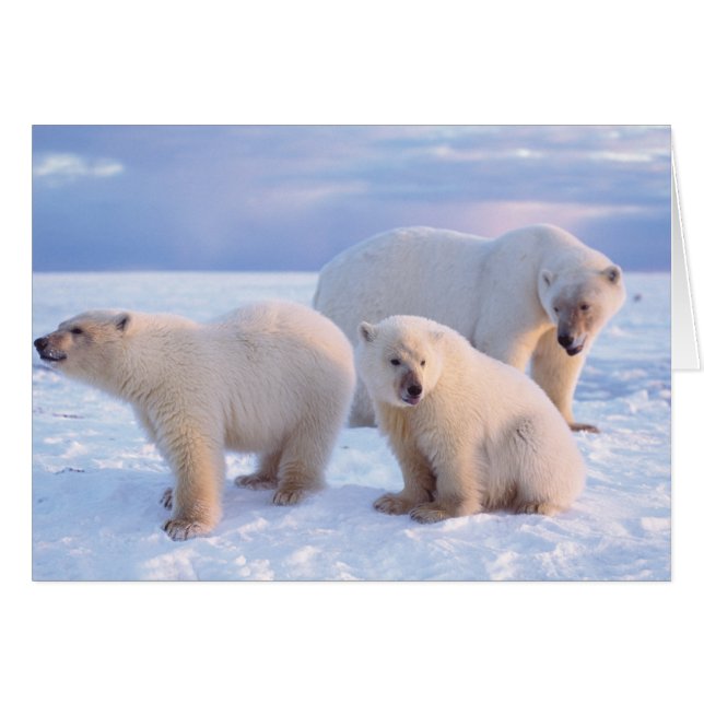 Eisbärensäte mit Naben auf Packeis an der Küste (Vorderseite (Horizontal))