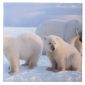 Eisbärensäte mit Naben auf Packeis an der Küste Fliese (Vorderseite)