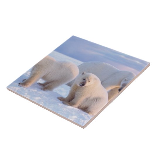 Eisbärensäte mit Naben auf Packeis an der Küste Fliese (Seite)