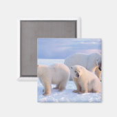 Eisbärensäte mit Naben auf Packeis an der Küste Magnet (Vorderseite/Rückseite)