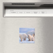 Eisbärensäte mit Naben auf Packeis an der Küste Magnet (In Situ (Geschirrspüler))