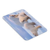Eisbärensäte mit Naben auf Packeis an der Küste Magnet (Rechte Seite)