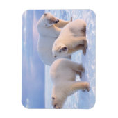 Eisbärensäte mit Naben auf Packeis an der Küste Magnet (Vertikal)