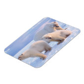 Eisbärensäte mit Naben auf Packeis an der Küste Magnet (Linke Seite)