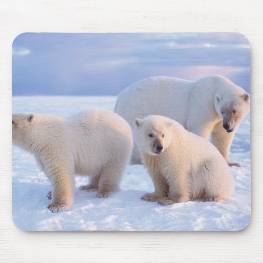 Eisbärensäte mit Naben auf Packeis an der Küste Mousepad (Vorne)