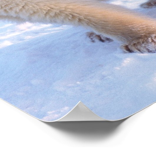 Eisbärensäte mit Naben auf Packeis an der Küste Poster (Ecke)