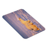 Eisbärensau mit Frühlingsjungen auf dem gefrorenen Magnet (Rechte Seite)