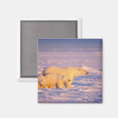 Eisbärensau mit Frühlingsjungen auf dem gefrorenen Magnet (Vorderseite/Rückseite)