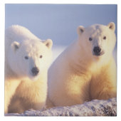 Eisbärensau mit Keule auf Packeis Fliese (Vorderseite)