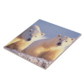 Eisbärensau mit Keule auf Packeis Fliese (Seite)