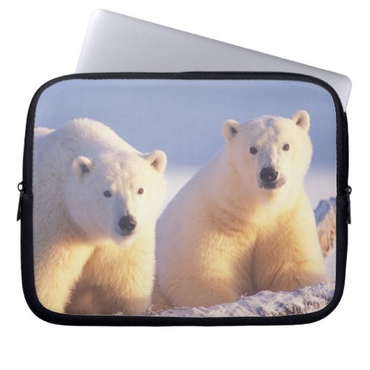 Eisbärensau mit Keule auf Packeis Laptopschutzhülle (Vorderseite)