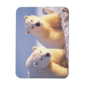 Eisbärensau mit Keule auf Packeis Magnet (Vertikal)