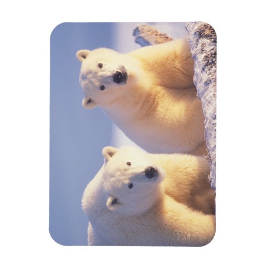 Eisbärensau mit Keule auf Packeis Magnet (Vertikal)