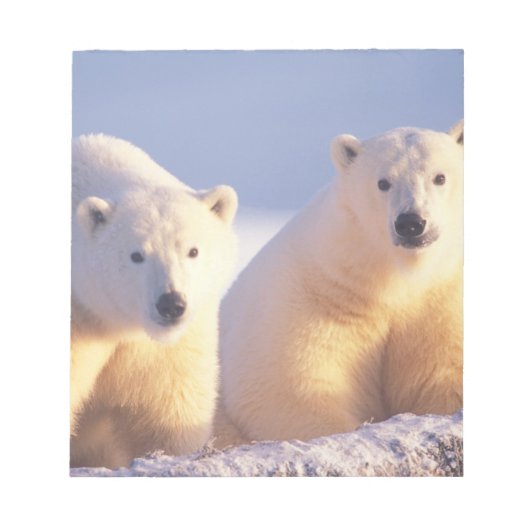 Eisbärensau mit Keule auf Packeis Notizblock (Vorderseite)