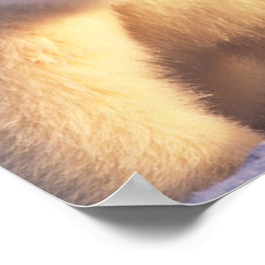 Eisbärensau mit Keule auf Packeis Poster (Ecke)