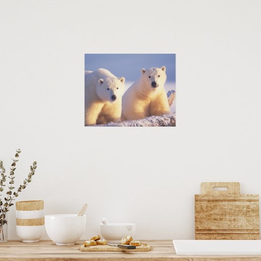 Eisbärensau mit Keule auf Packeis Poster (Küche)