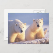 Eisbärensau mit Keule auf Packeis Postkarte (Vorne/Hinten)