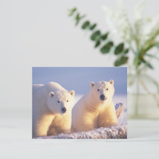 Eisbärensau mit Keule auf Packeis Postkarte (Stehend Vorderseite)