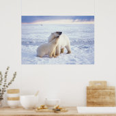 Eisbärensau mit Krug, Packeis der Poster (Küche)