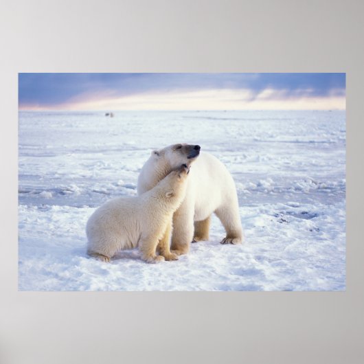 Eisbärensau mit Krug, Packeis der Poster (Vorne)