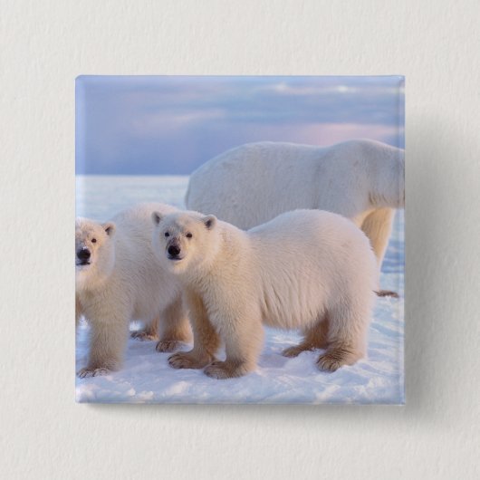Eisbärensau mit Naben auf Packeis, Küste Button (Vorderseite)