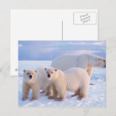 Eisbärensau mit Naben auf Packeis, Küste Postkarte (Vorne/Hinten)