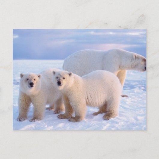 Eisbärensau mit Naben auf Packeis, Küste Postkarte (Vorderseite)