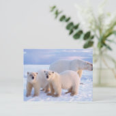 Eisbärensau mit Naben auf Packeis, Küste Postkarte (Stehend Vorderseite)