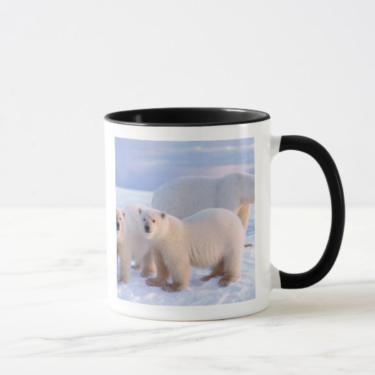 Eisbärensau mit Naben auf Packeis, Küste Tasse (Rechts)