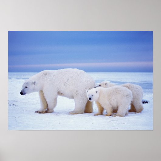 Eisbärensau mit Naben Poster (Vorne)