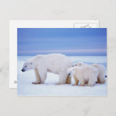 Eisbärensau mit Naben Postkarte (Vorne/Hinten)