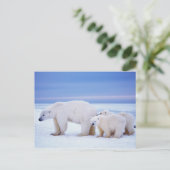 Eisbärensau mit Naben Postkarte (Stehend Vorderseite)