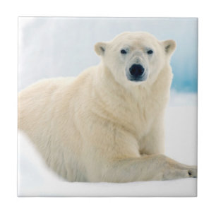 Eisbärenschwanz im Sommereis Fliese