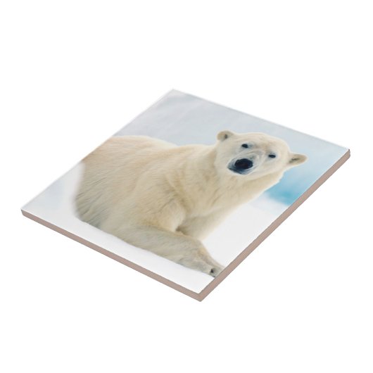 Eisbärenschwanz im Sommereis Fliese (Seite)