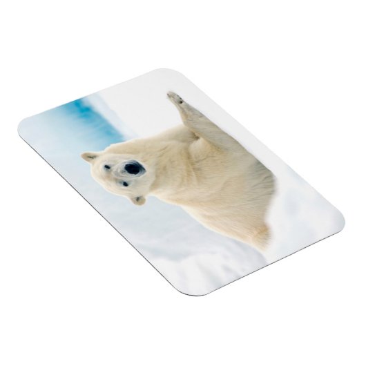 Eisbärenschwanz im Sommereis Magnet (Rechte Seite)