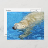 Eisbärenschwimmen Postkarte (Vorne/Hinten)