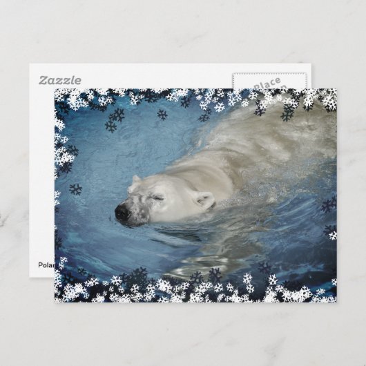 Eisbärenschwimmen Postkarte (Vorne/Hinten)