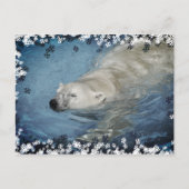 Eisbärenschwimmen Postkarte (Vorderseite)