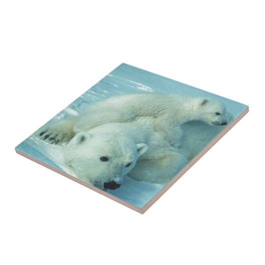 Eisbärjunges und Mamma - 2 Fliese (Seite)